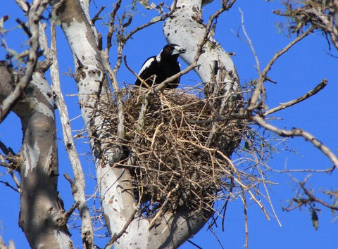 https://electricbikesbrisbane.com.au/blogs/news/ways-to-deter-swooping-magpies