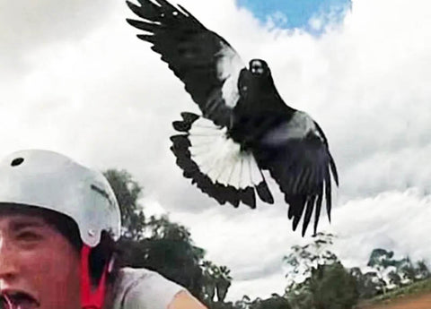Ways to Deter Swooping Magpies | Electric Bikes Brisbane