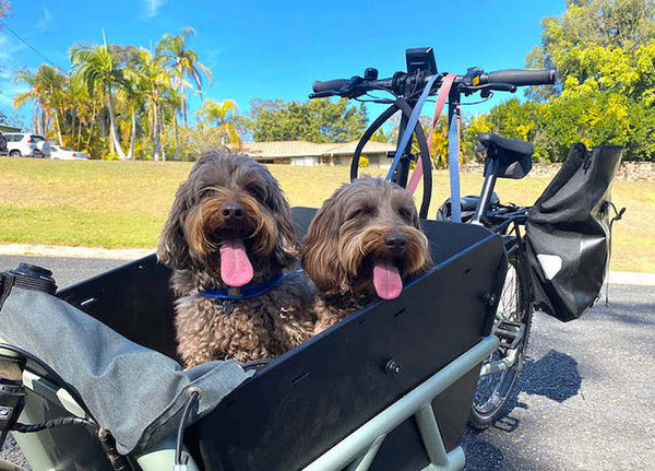 Carry your dog on your electric bike | Electric Bikes Brisbane