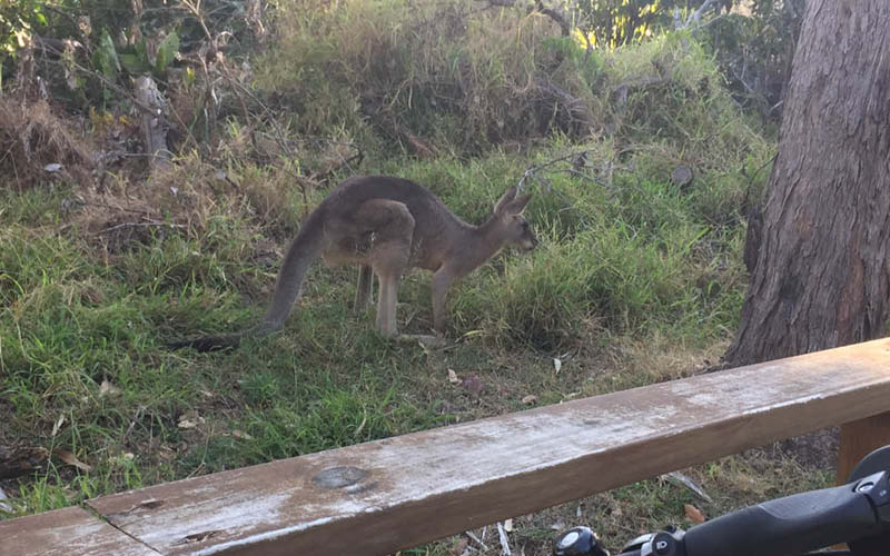 Stradbroke Island: 2-Days Bikepacking by eBike