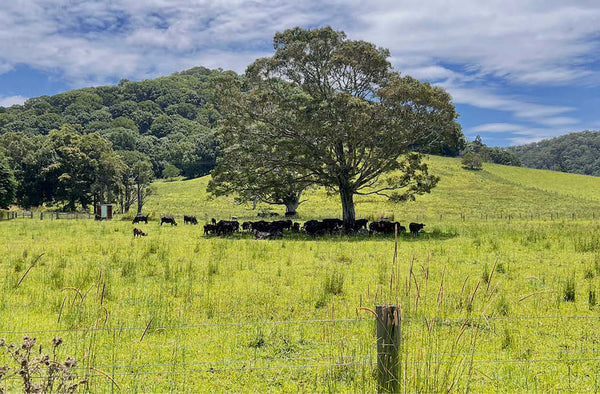 EBike Rides around Mullumbimby
